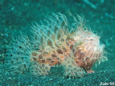 frog fish|frog fish .
